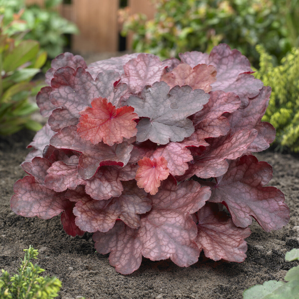 Purperklokje Fire Chief - Heuchera Fire Chief - Bakker