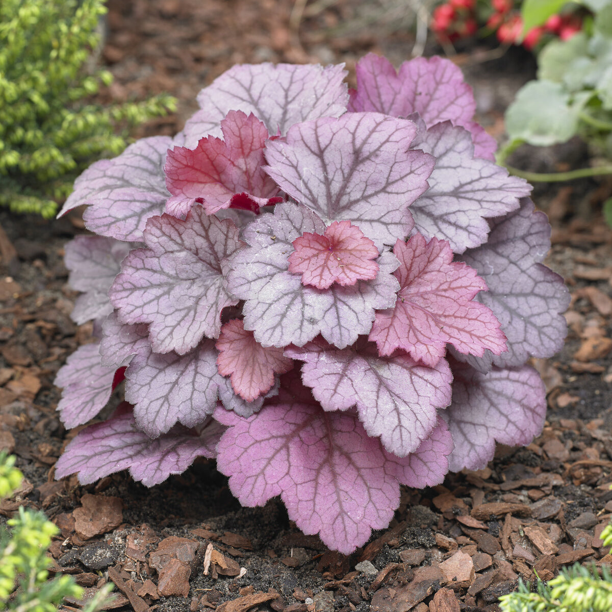 Purperklokje Georgia Plum - Bakker