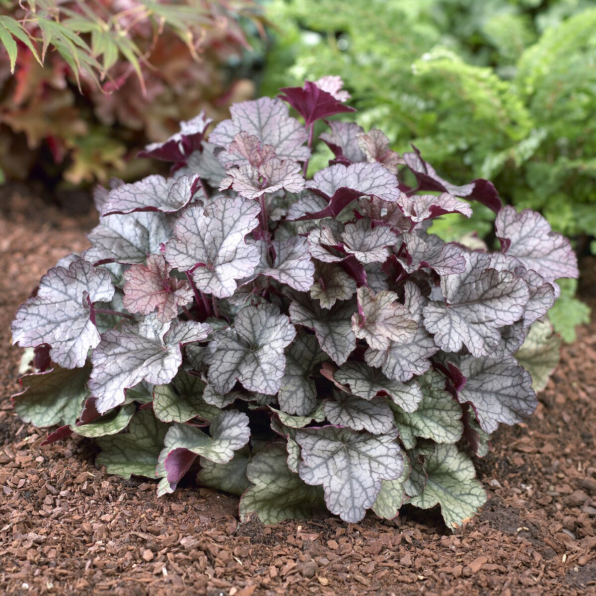 Purperklokje Silver Scrolls - Heuchera Silver Scrolls - Bakker