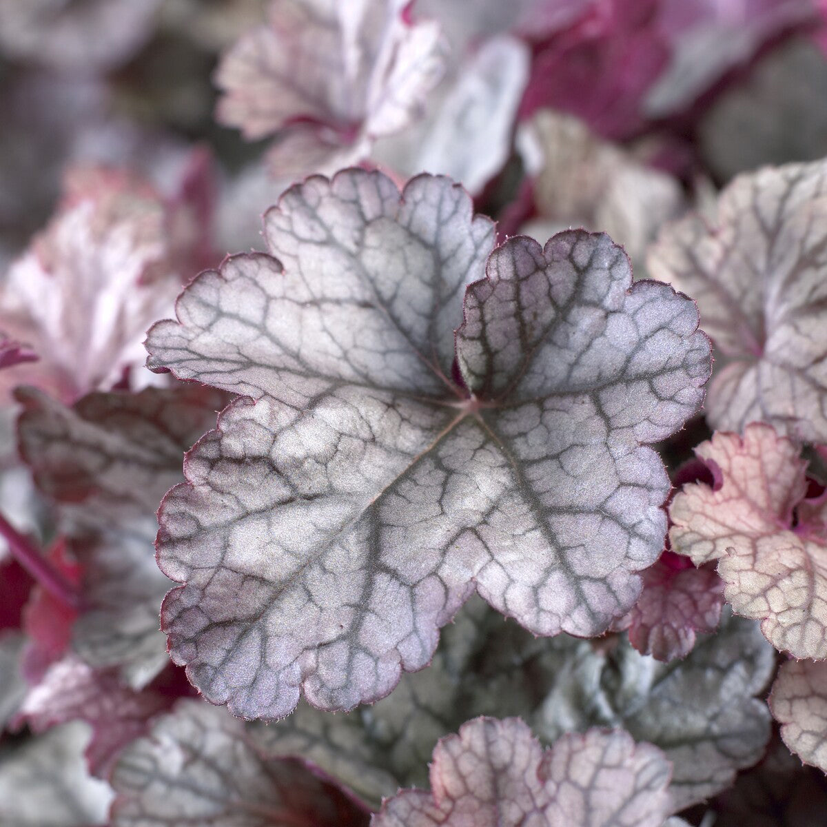 Heuchera Silver Scrolls - Purperklokje Silver Scrolls - Heuchera - Purperklokje