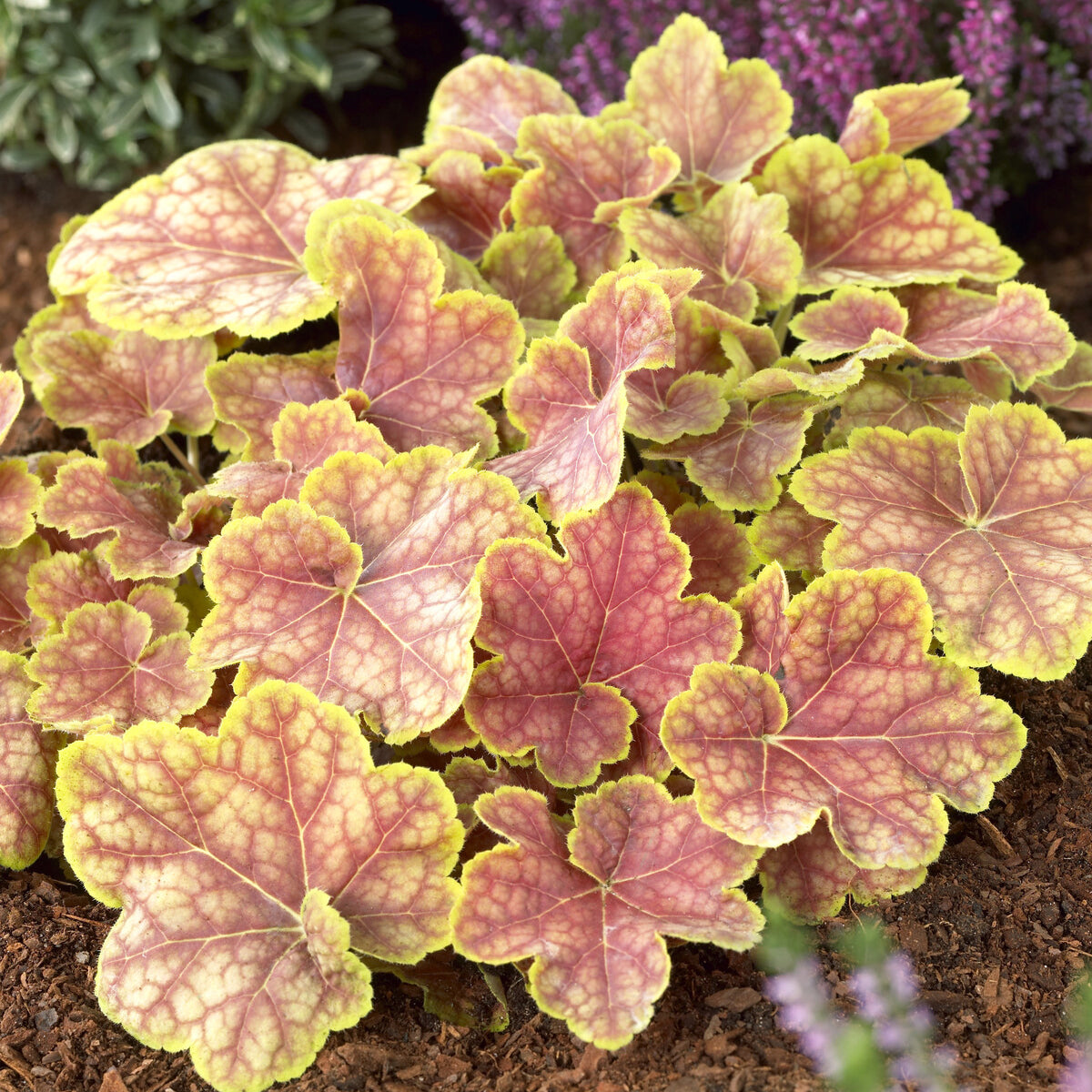 Heuchera - Purperklokje - Purperklokje Tiramisu - Heuchera Tiramisu