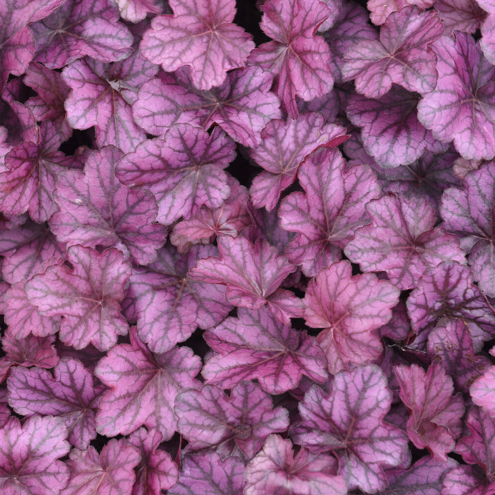 Purperklokje Wild Rose - Heuchera Wild Rose - Bakker