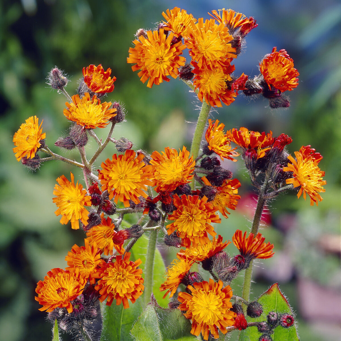 Vaste planten - Havikskruid - Hieracium aurantiacum