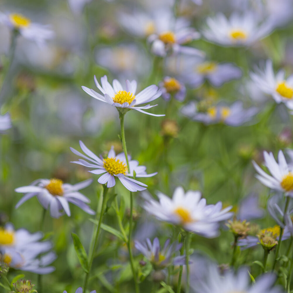 Zomeraster Charlotte - Kalimeris incisa Charlotte | Bakker.com