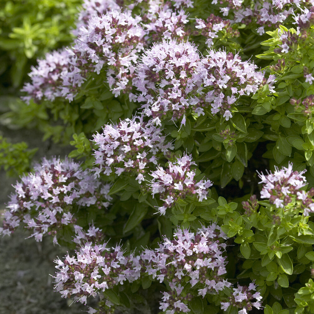 Siermarjolein - Bakker