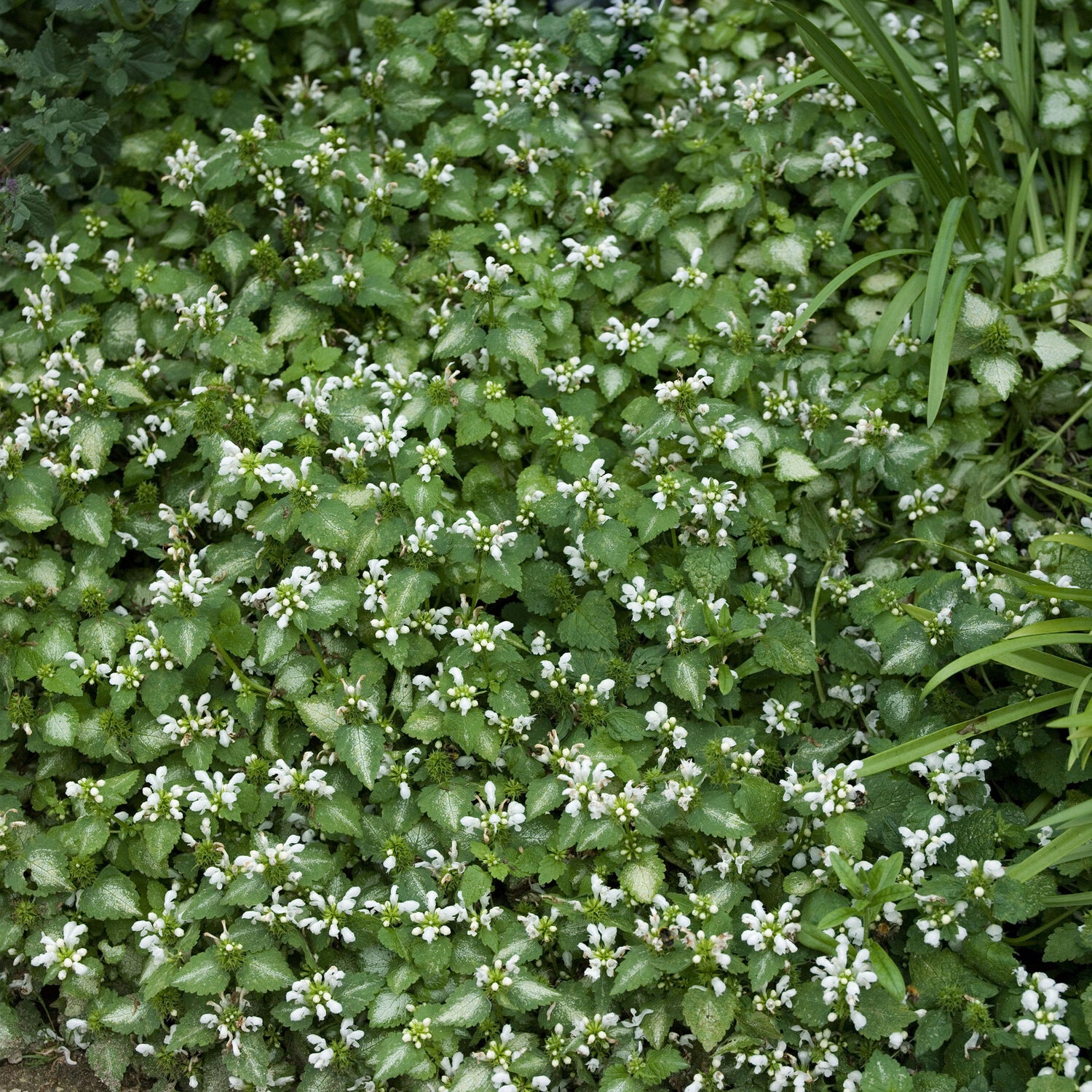 Siernetel Album - Bakker