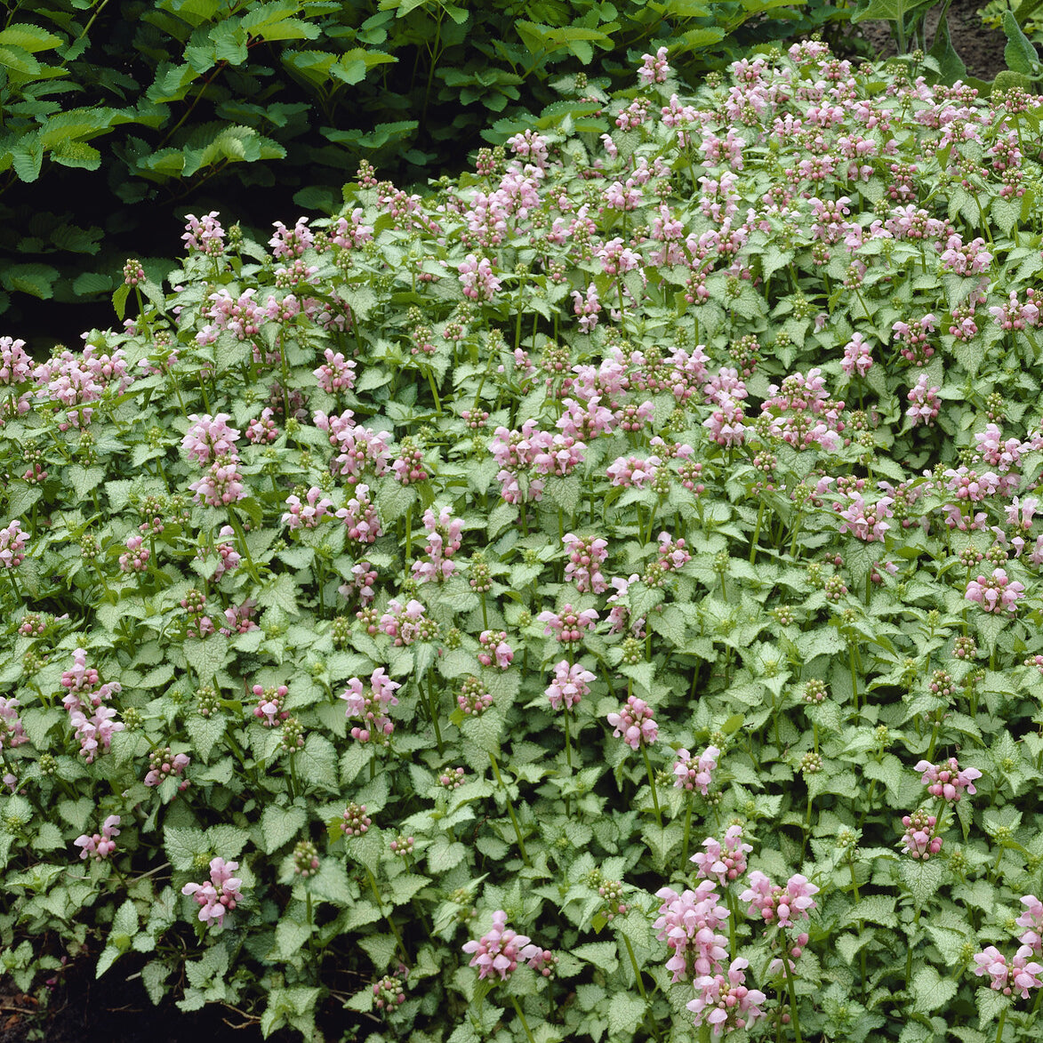 Lamium - Siernetel Roseum - Lamium maculatum Roseum