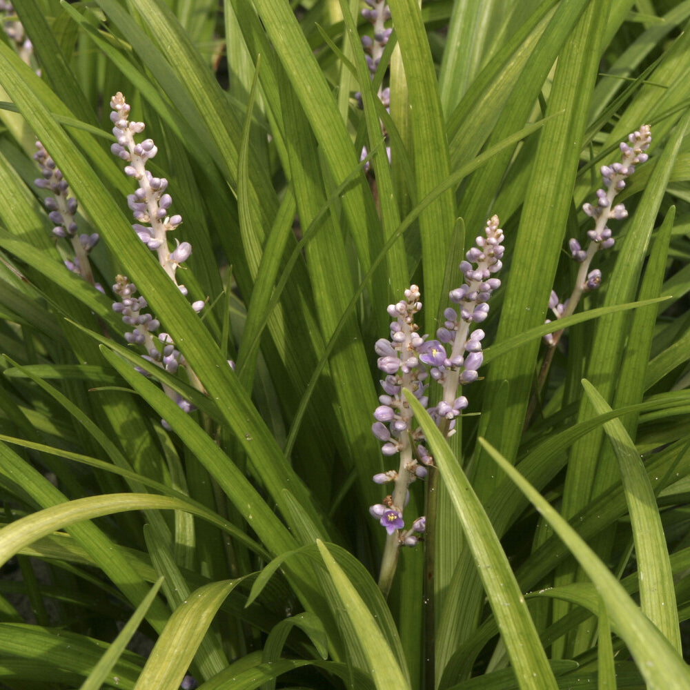 Leliegras spicata - Bakker