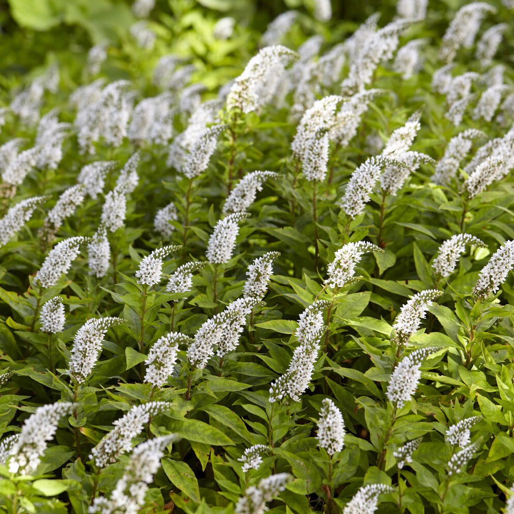 Vaste planten - Wederik Chine - Lysimachia clethroides