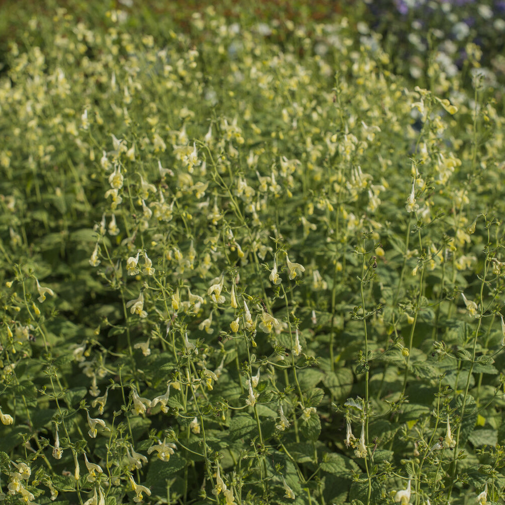 Nepeta govaniana - Kattenkruid - Nepeta