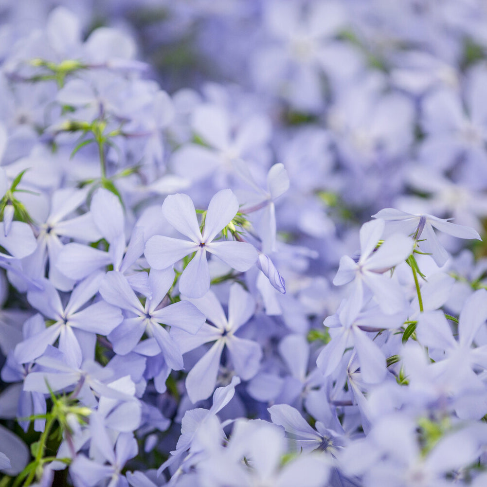 Vlambloem Clouds of Perfume - Bakker