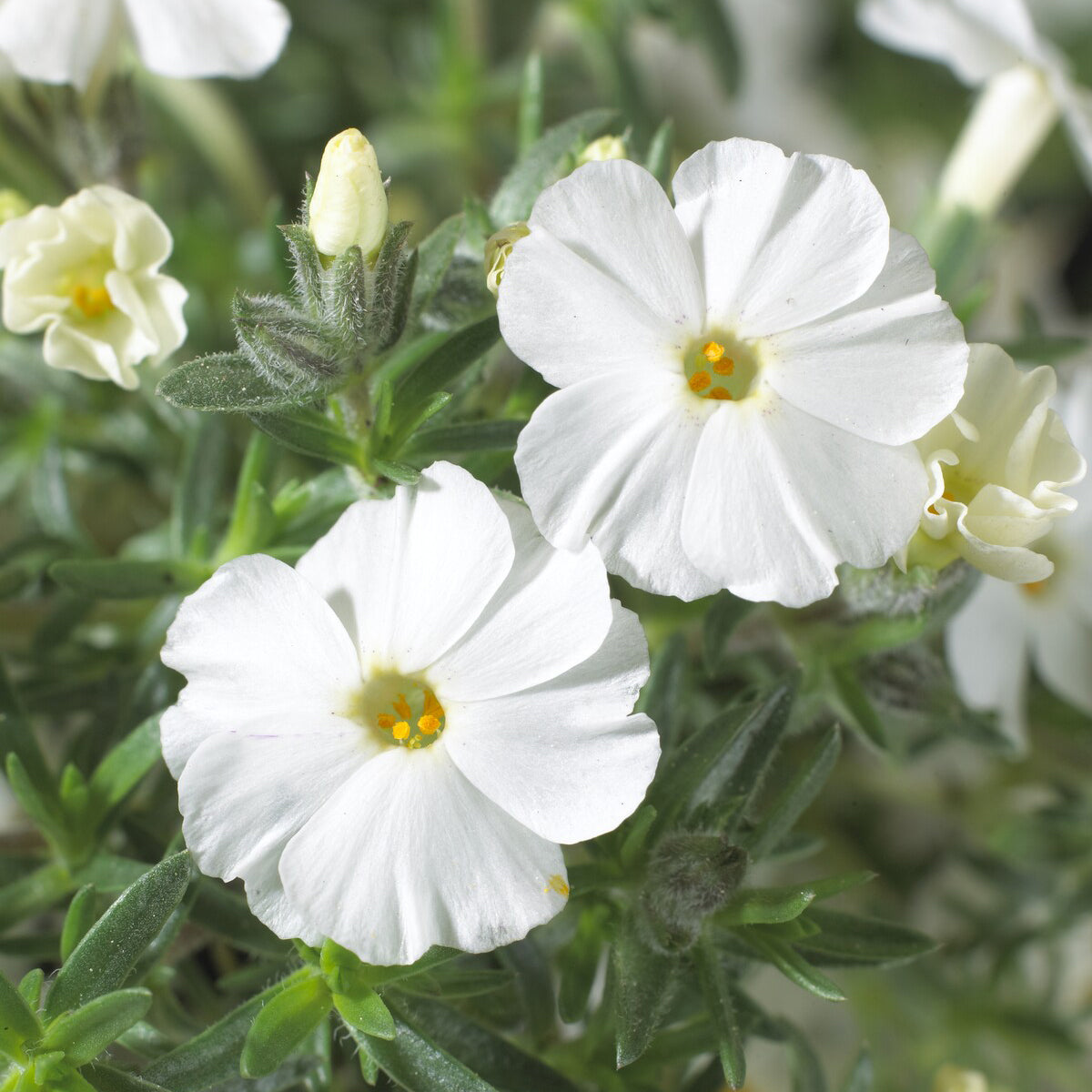 Dwergphlox 'White Admiral' - Phlox douglasii White Admiral - Bakker