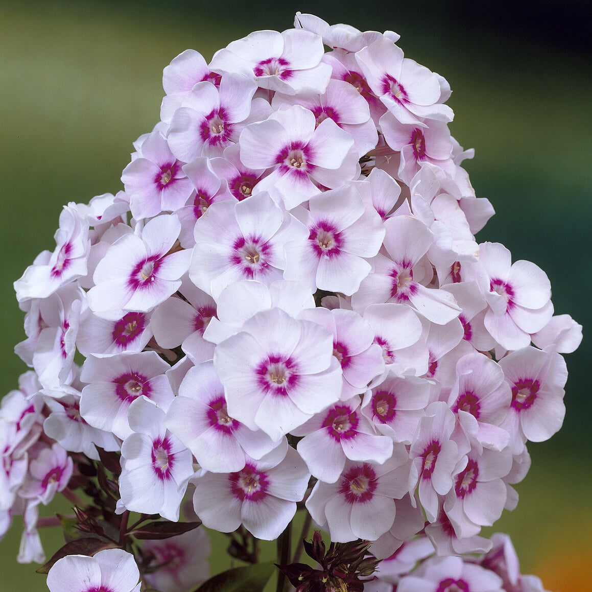 Vlambloem Europa - Phlox paniculata Europa - Bakker