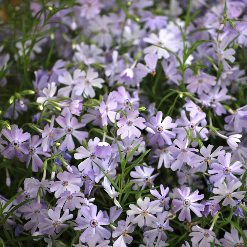 Verkoop Vlambloem Emerald Cushion Blue - Phlox subulata Emerald Cushion Blue