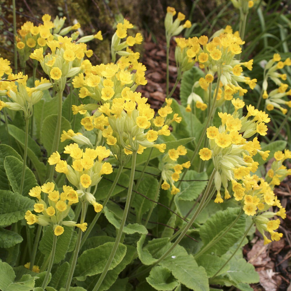 Sleutelbloems Coucou - Primula veris - Bakker