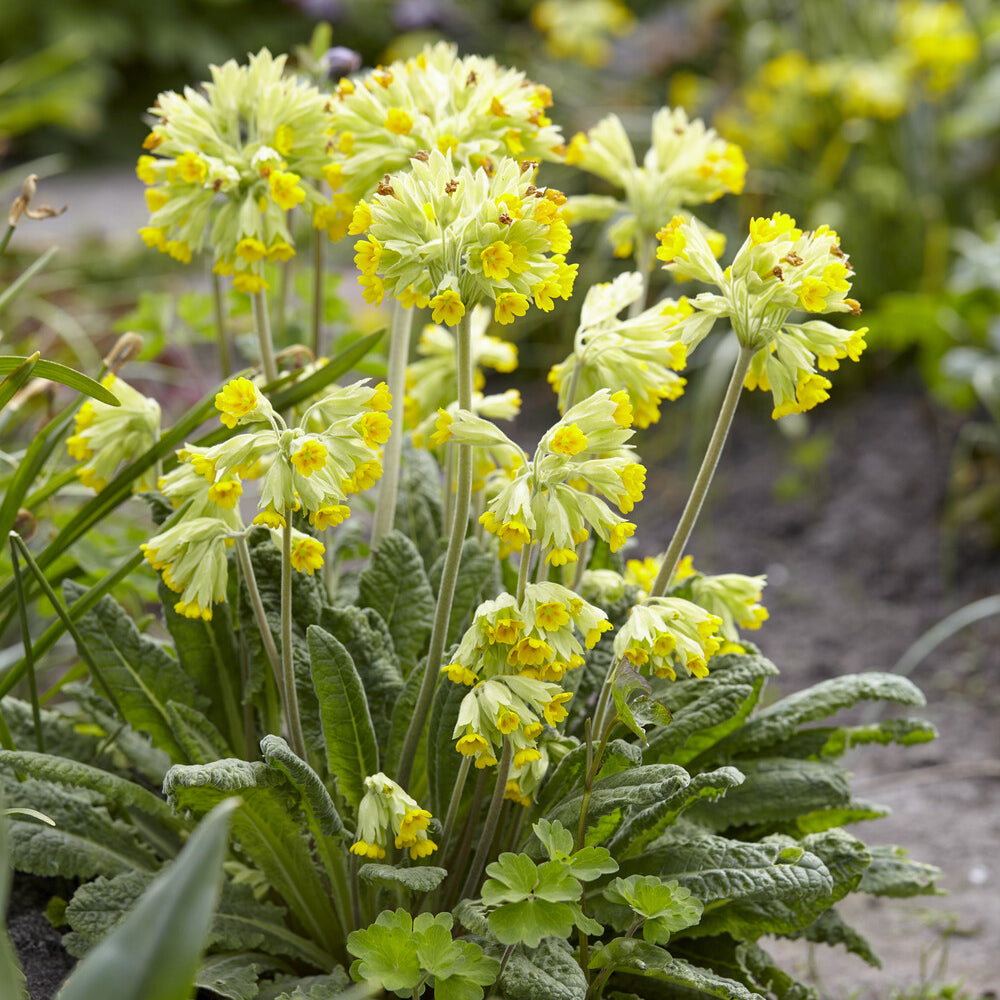 Vaste planten - Sleutelbloems Coucou - Primula veris