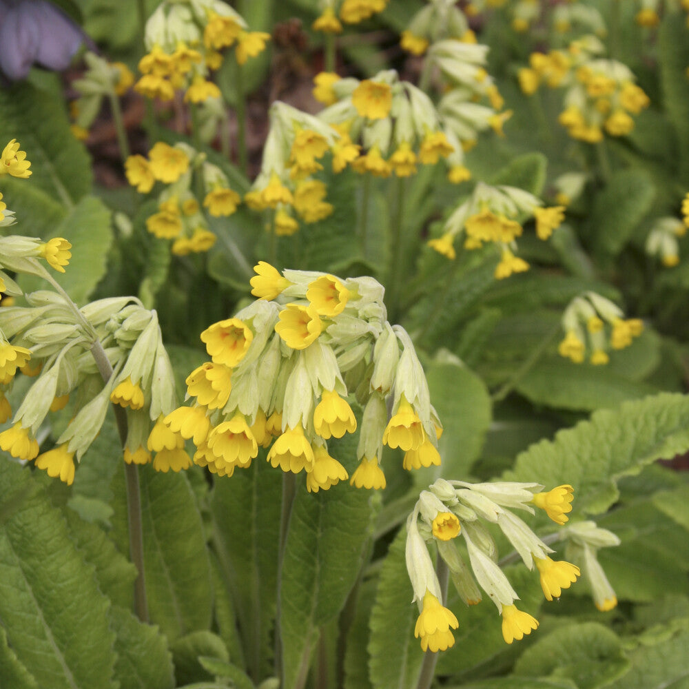 Primula veris - Sleutelbloems Coucou - Vaste planten