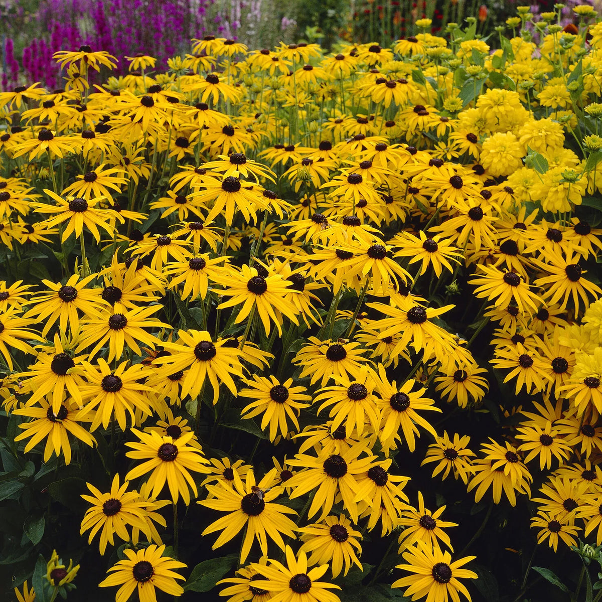 Stipa gigantea, Pennisetum alopecuroides,Rudbeckia fulgida,Achillea millefolium,Persicaria amplexicaulis - 5 vaste planten voor landelijke border - Vaste planten