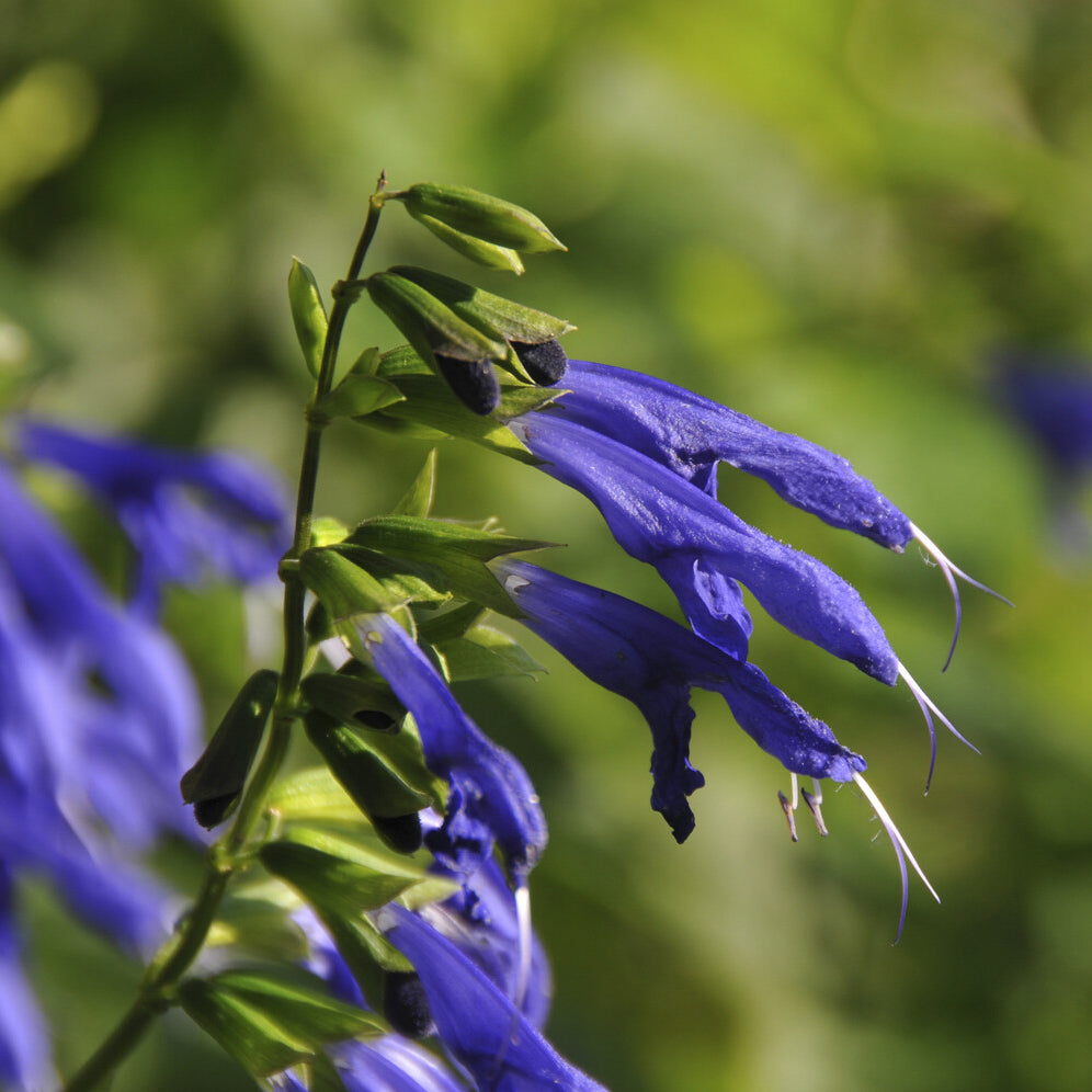 Siersalie Blue Enigma - Salvia guaranitica Blue Enigma - Bakker