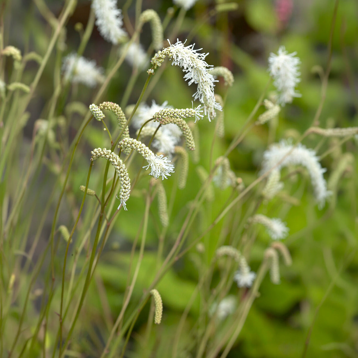 Verkoop Pimpernel Alba - Sanguisorba tenuifolia