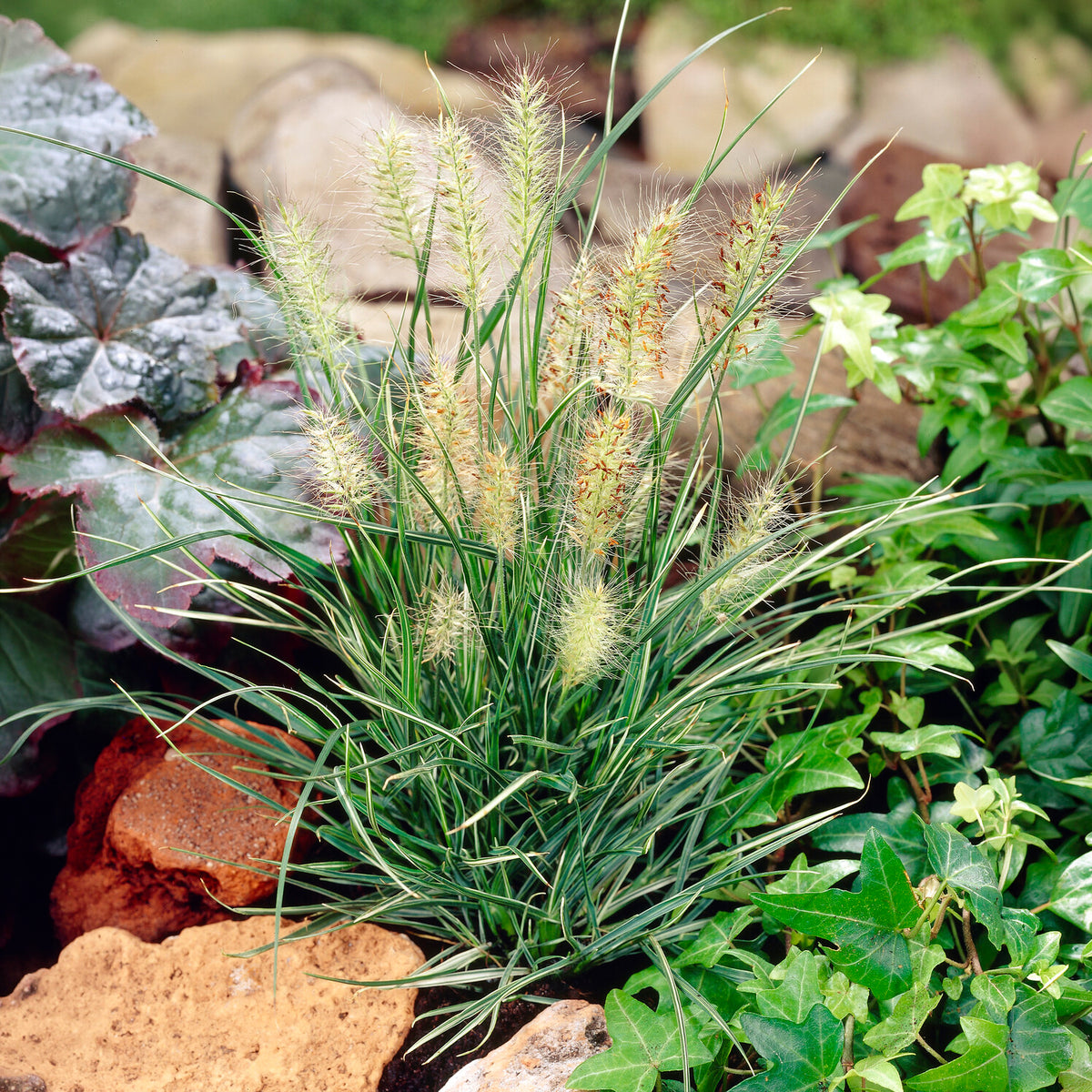 Lampenpoetsersgras Little Honey - Pennisetum alopecuroides little honey - Bakker