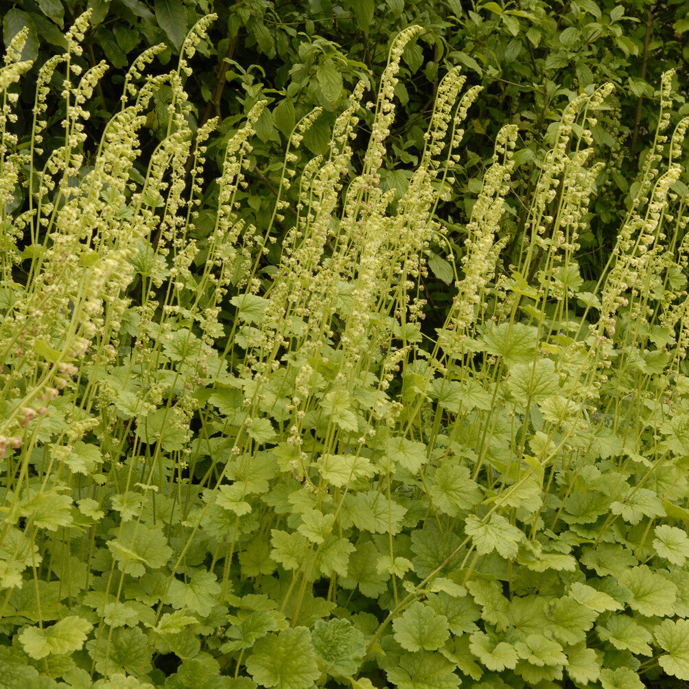Mijterloof - Tellima grandiflora - Bakker