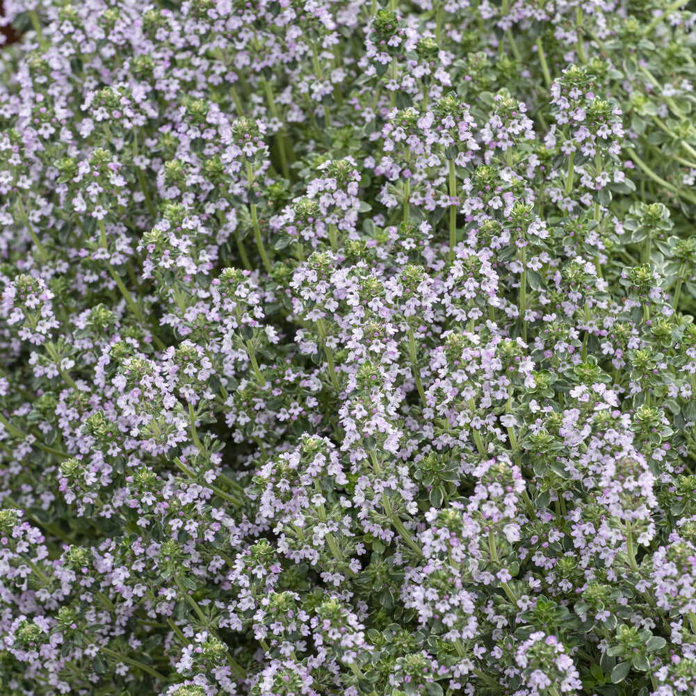 Thymus citriodorus Silver Queen - Thijm Silver Queen - Vaste planten