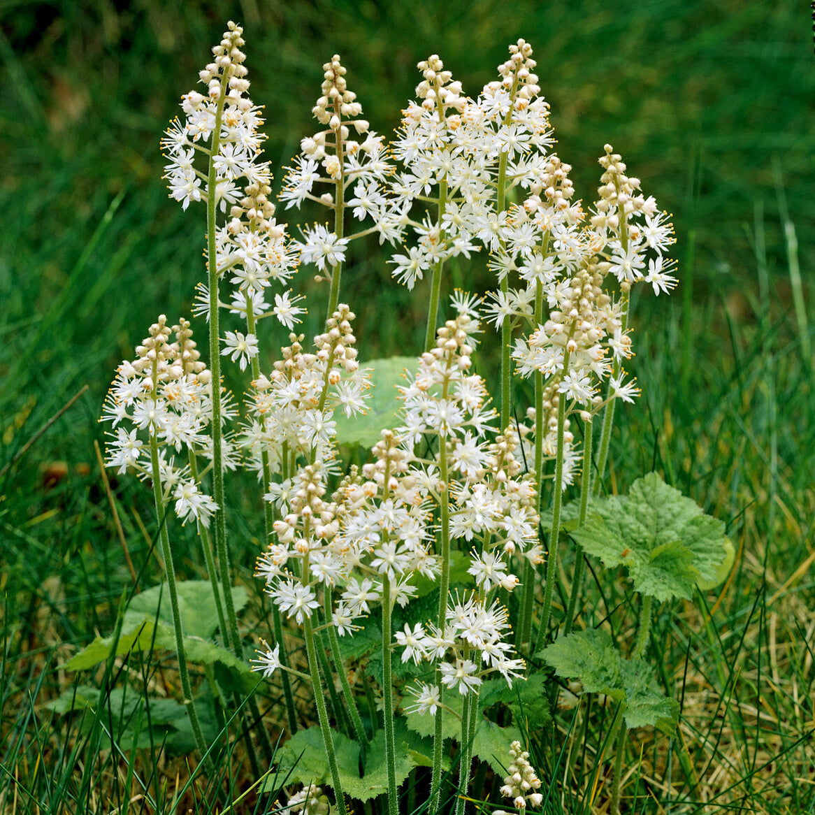 Tiarella cordifolia - Schuimbloem / Perzische muts - Vaste planten