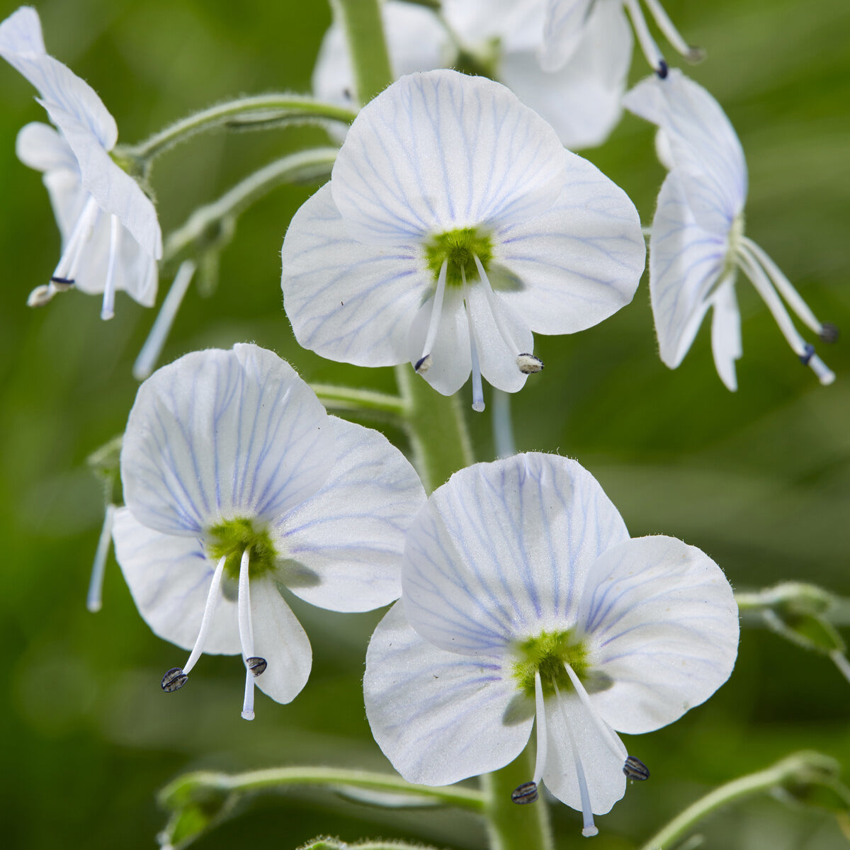 Ereprijs - Veronica gentianoides - Bakker