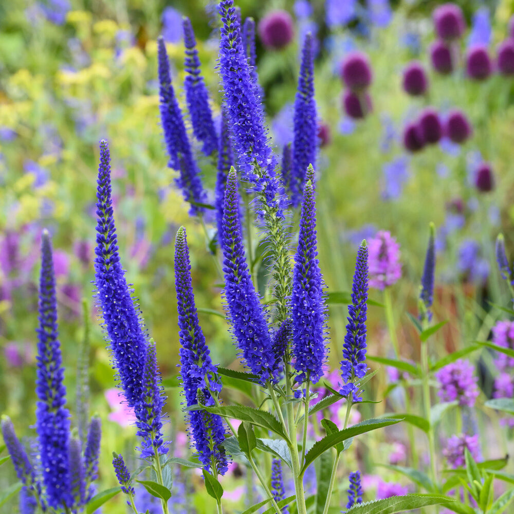 Ereprijs Marietta - Veronica longifolia marietta