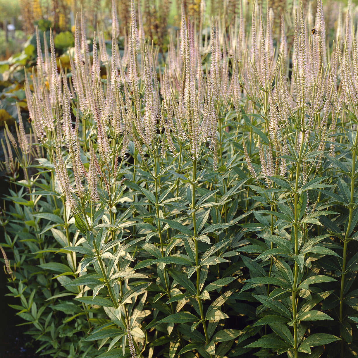 Scrophulariaceae Pink Glow - Bakker