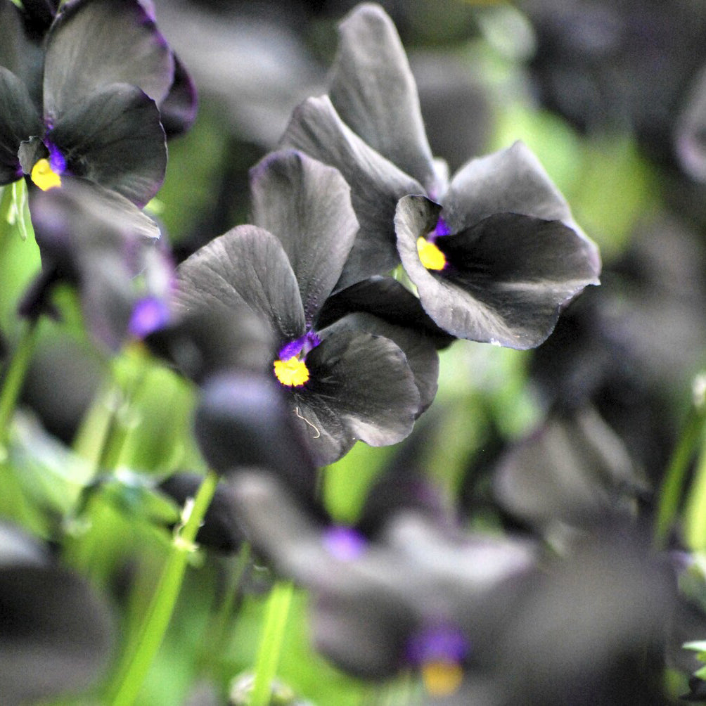 Viola cornuta Molly Sanderson - Viooltje Molly Sanderson - Vaste planten