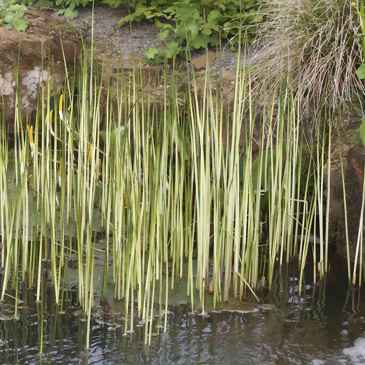 Gestreepte mattenbies Albescens - Schoenoplectus lacustris albescens - Bakker