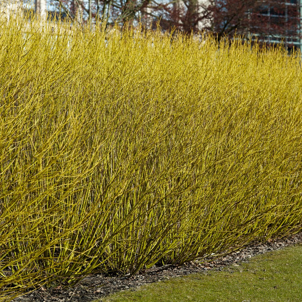 Canadese kornoelje - Cornus sericea flaviramea - Bakker