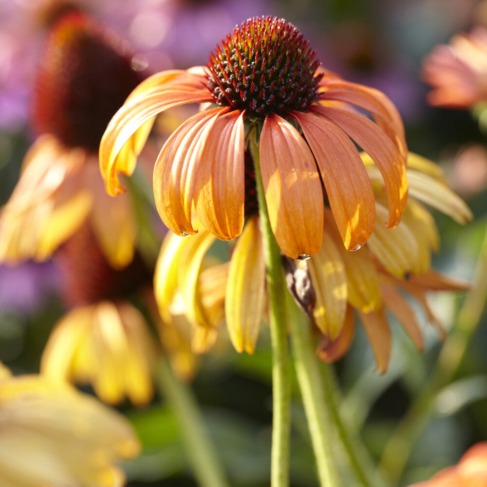 Echinacea purpurea Tangerine Dream ® - Zonnehoed 'Tangerine Dream'® - Vaste planten