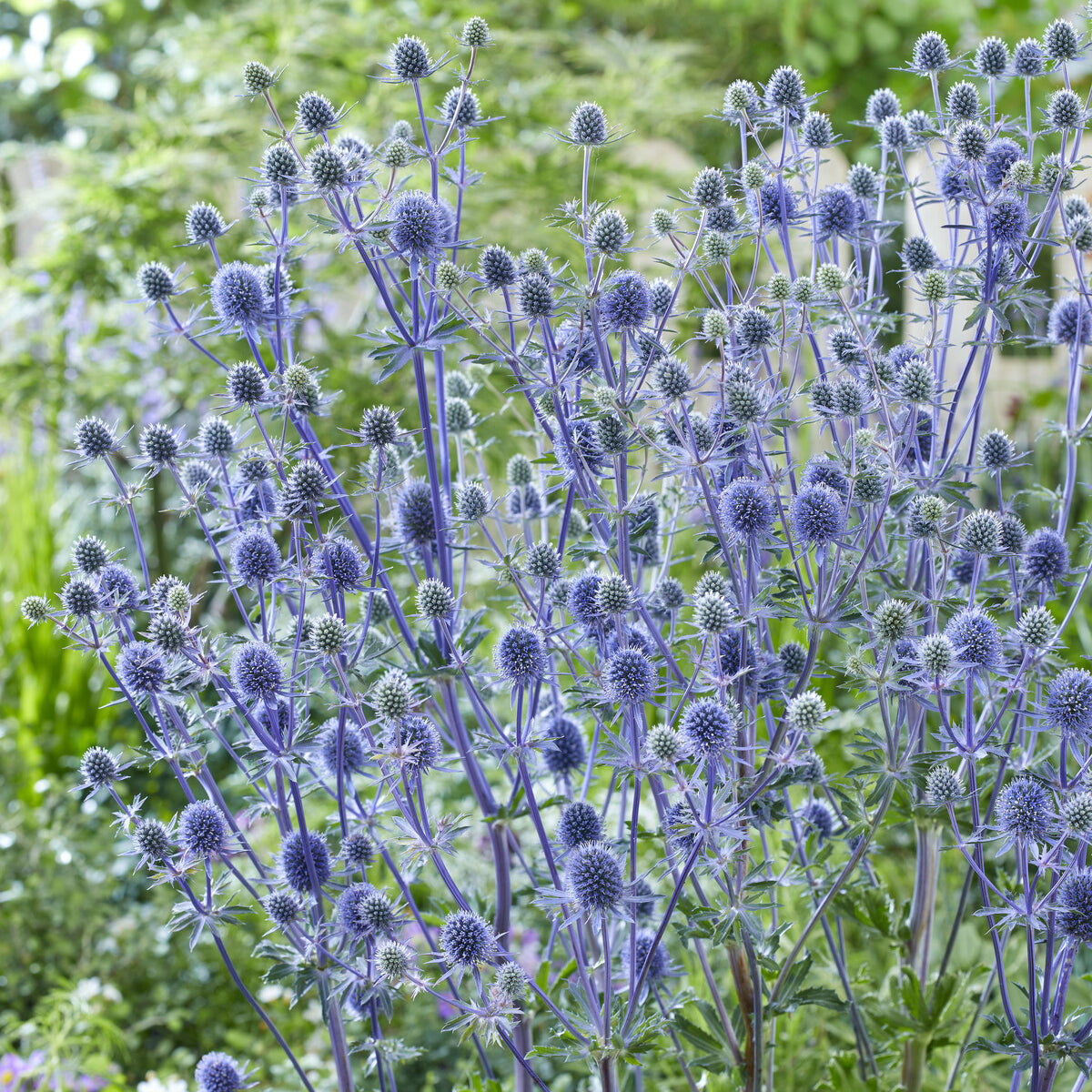 Blauwe distel - Eryngium planum - Bakker