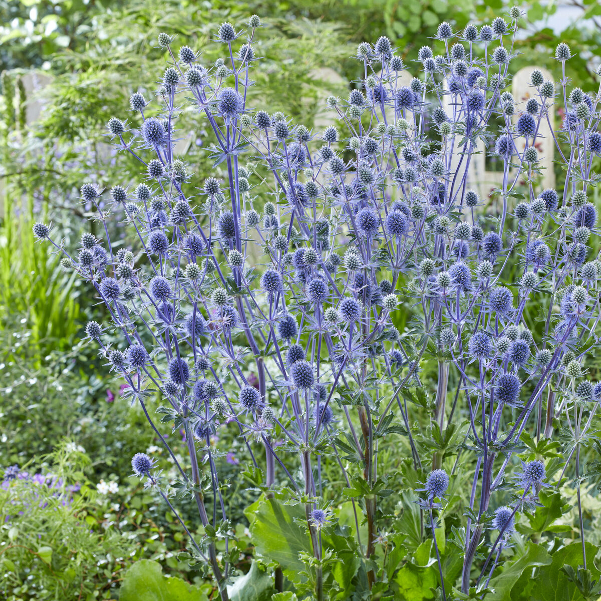 Blauwe distel - Bakker