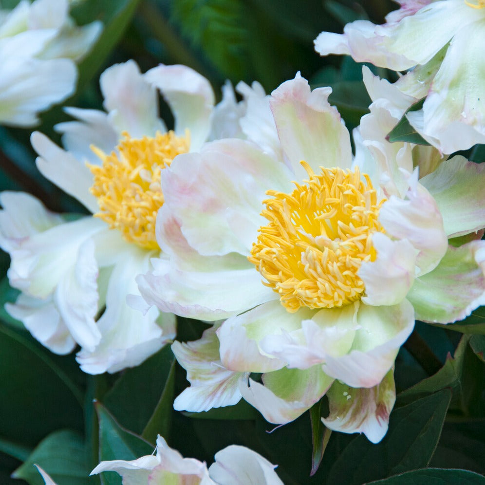 Pioenroos Green Lotus - Paeonia lactiflora 'green lotus' - Bakker