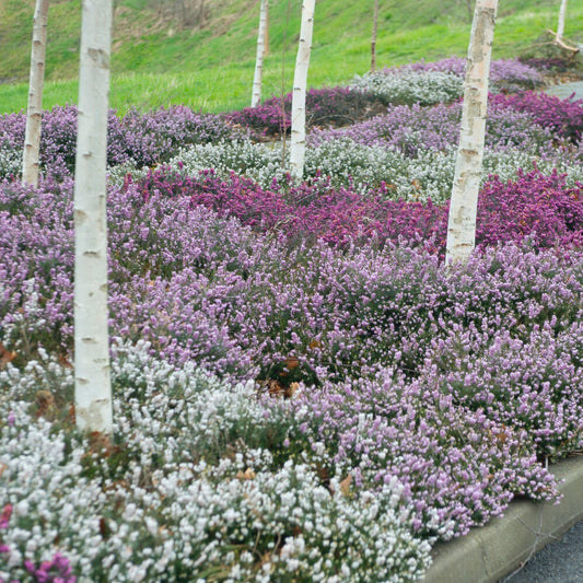 Winterheide - rood + wit + roze (x6) - Bakker