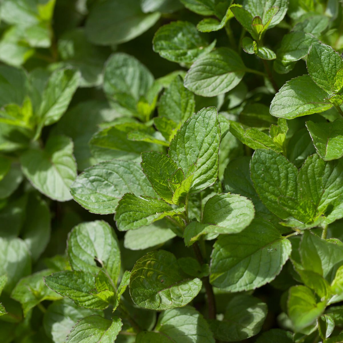 Polei - Mentha pulegium - Bakker
