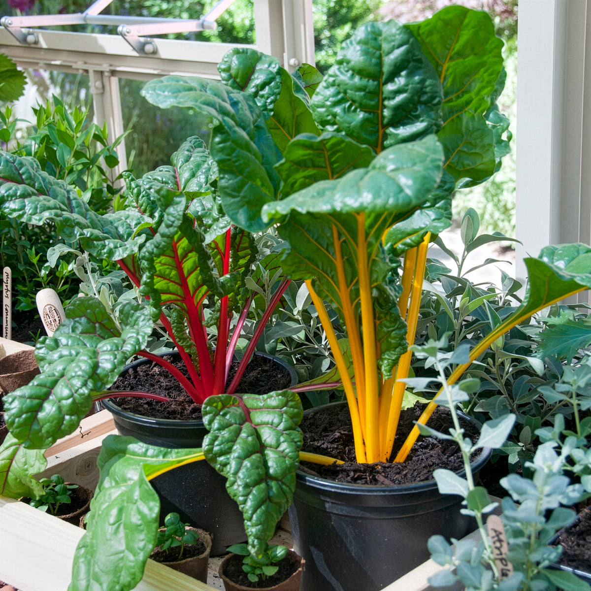 Fruit- en groentezaden - Snijbiet Mix 'Rainbow - Beta vulgaris