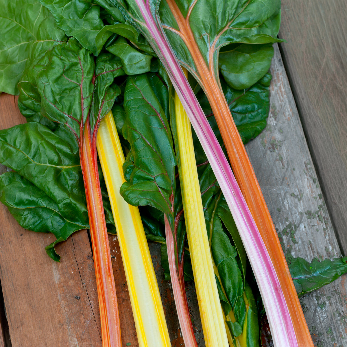 Snijbiet Mix 'Rainbow - Bakker