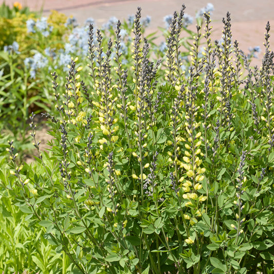 Valse indigo Vanilla Cream - Bakker