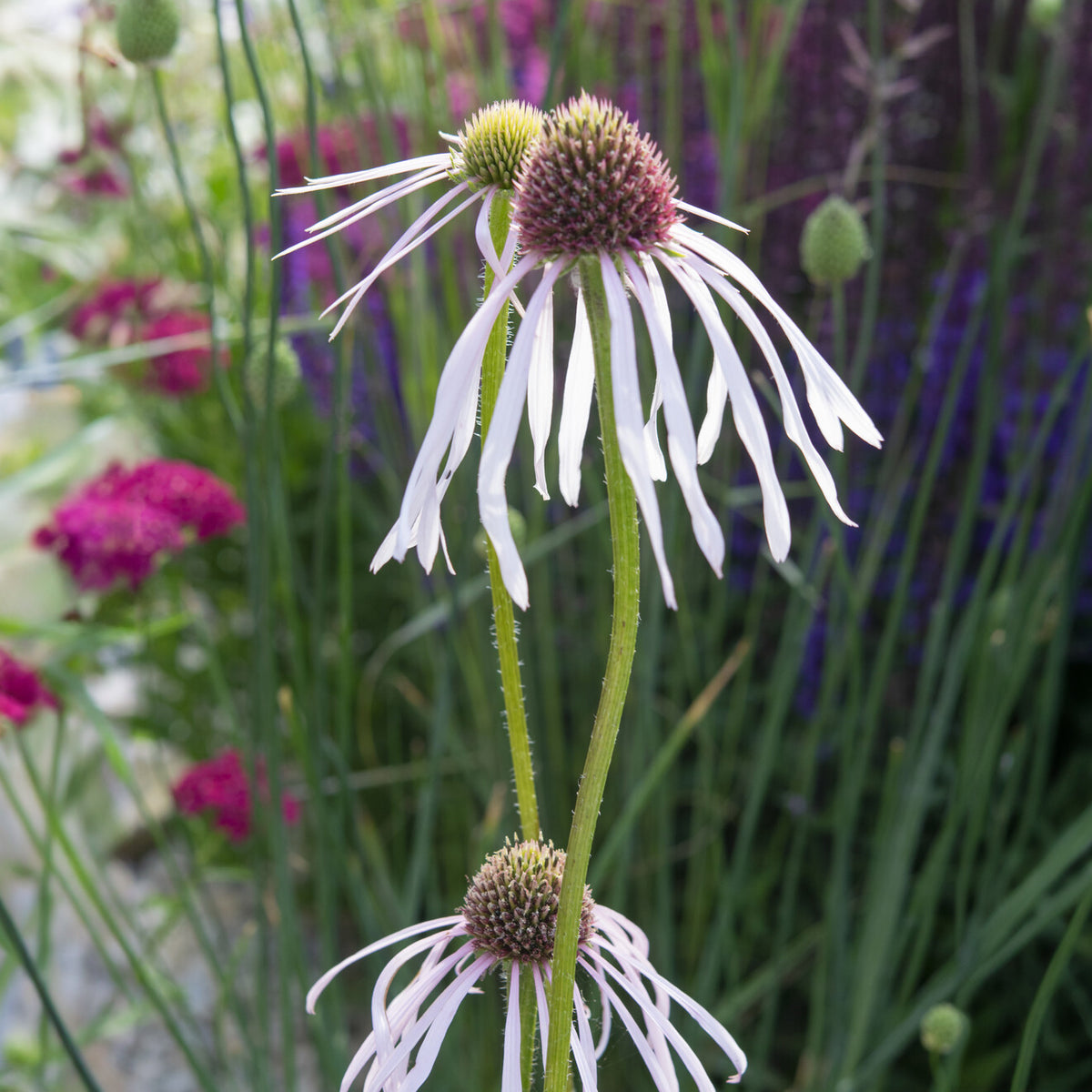 Bloeiende vaste planten - Egelzonnehoed Hula Dancer - Echinacea pallida Hula Dancer