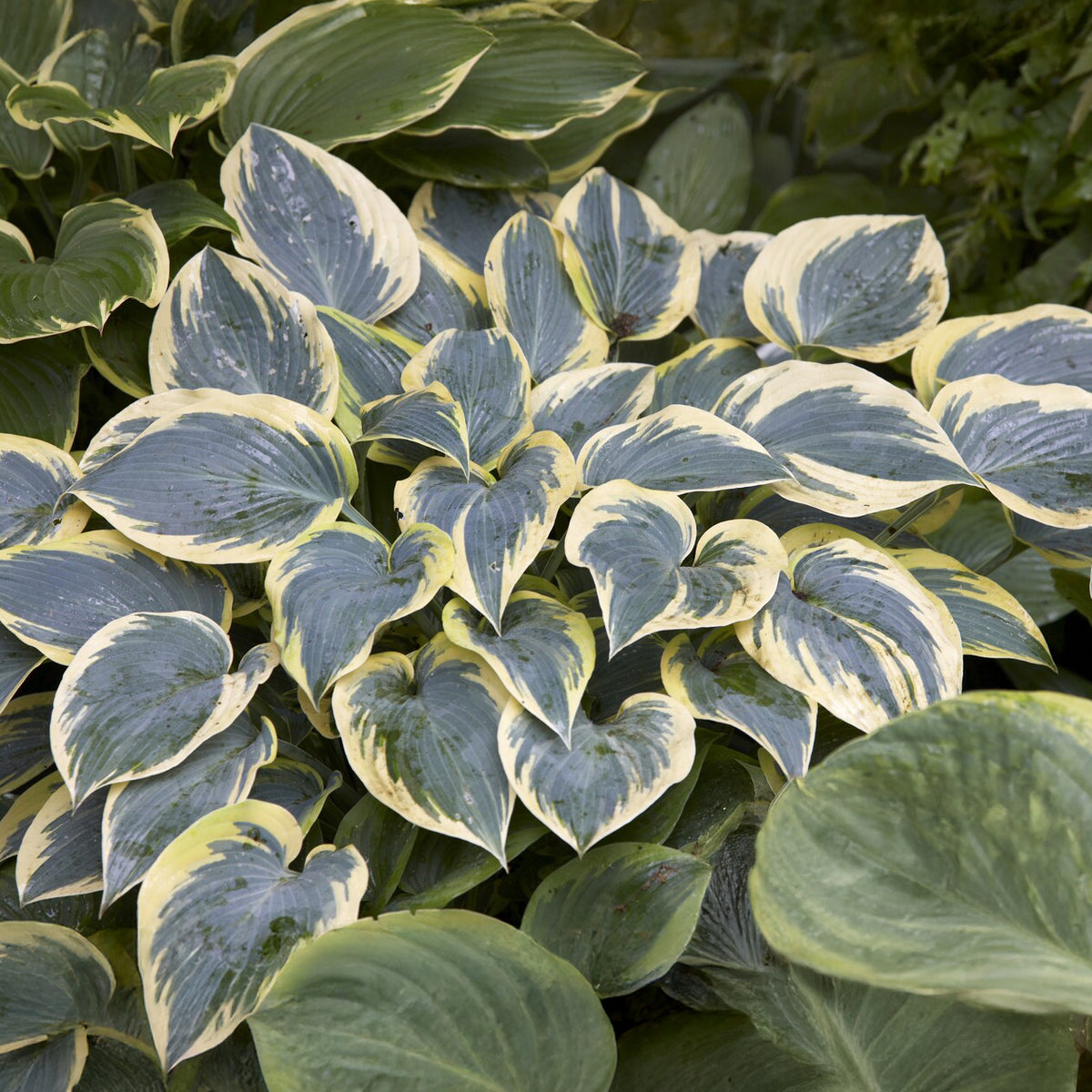 Hartlelie First Frost Funkia - Hosta first frost - Bakker