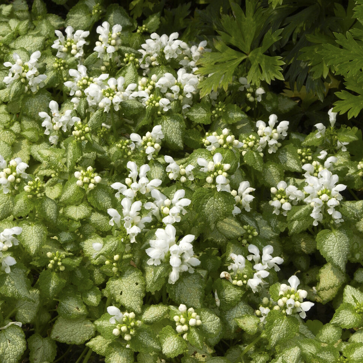 Gevlekte dovenetel 'White Nancy' - Lamium maculatum white nancy - Bakker