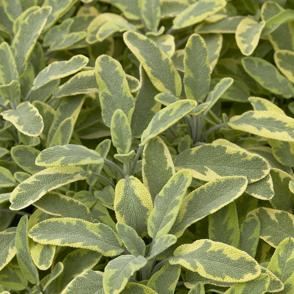 Salvia officinalis Aurea - Siersalie officinale Aurea Siersalie - Salie