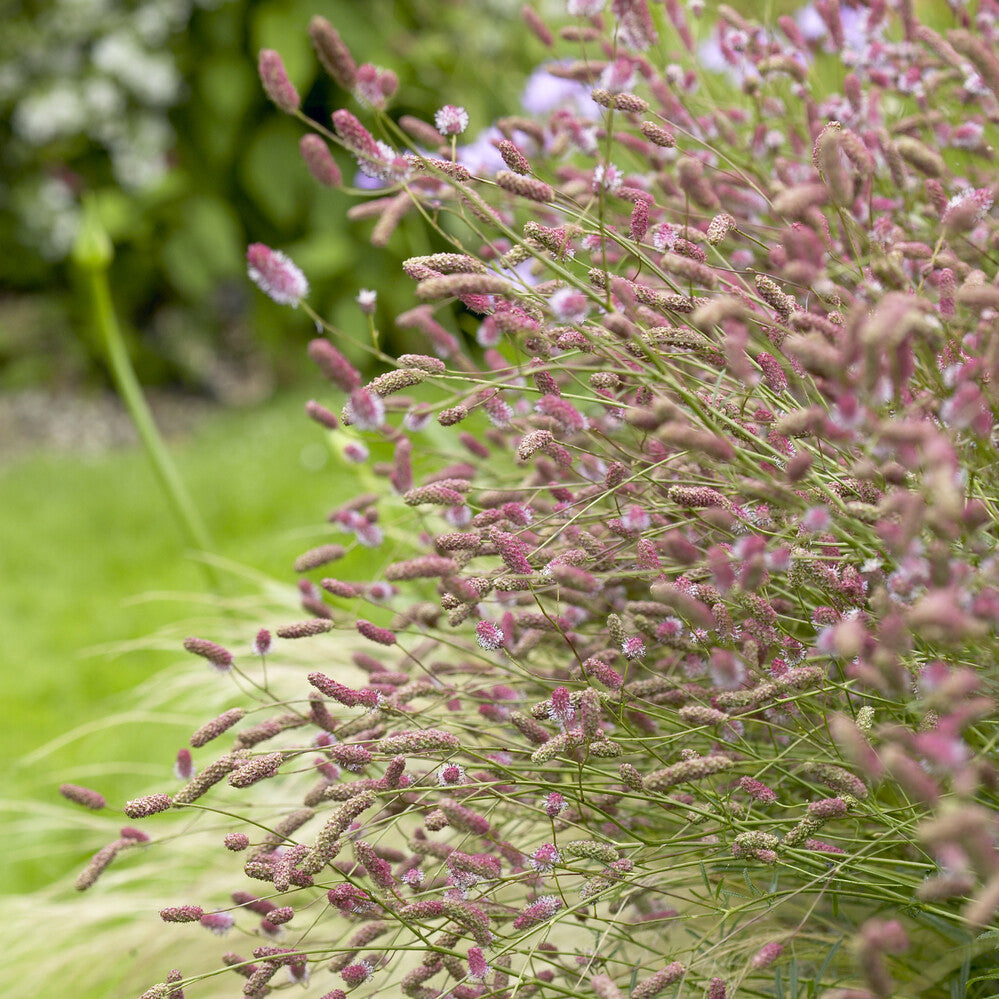 Grote pimpernel Pink Tanna - Bakker