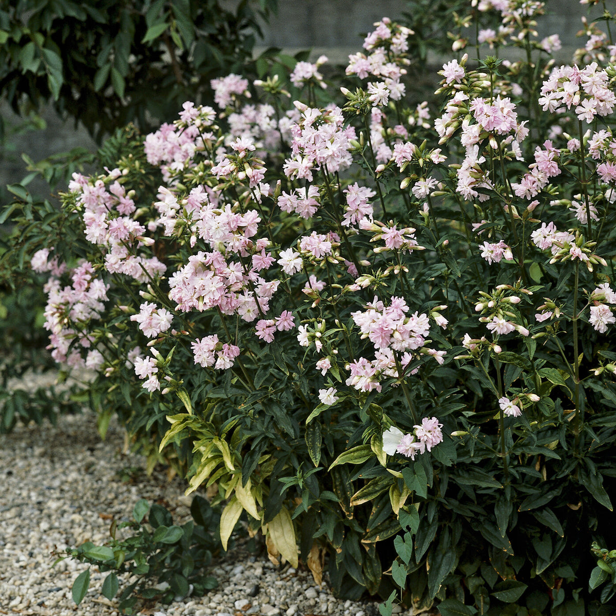 Zeepkruid Rosea Plena - Saponaria officinalis Rosea Plena - Bakker