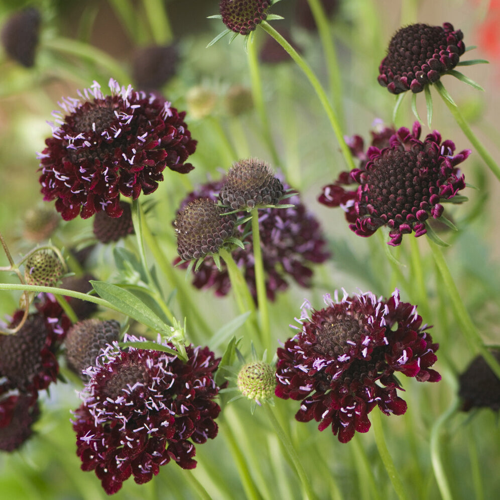 Duifkruid Chile Black - Bakker